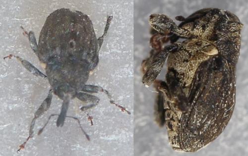 Réf. 257 499 : Stenocarus ruficornis
